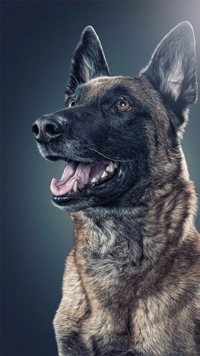 猛犬俱乐部官方下载和惠管家激活码,创新性方案解析|进阶版1_v2.957