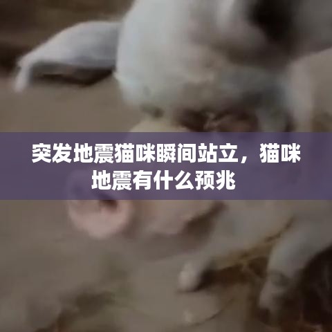 突发地震猫咪瞬间站立，猫咪地震有什么预兆 