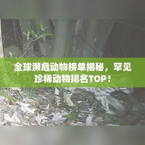 全球濒危动物榜单揭秘，罕见珍稀动物排名TOP！