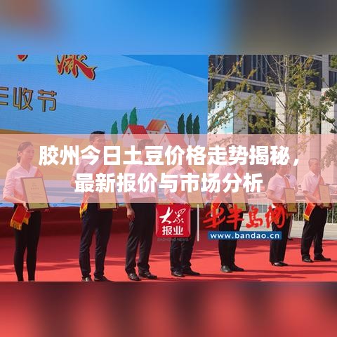 胶州今日土豆价格走势揭秘，最新报价与市场分析