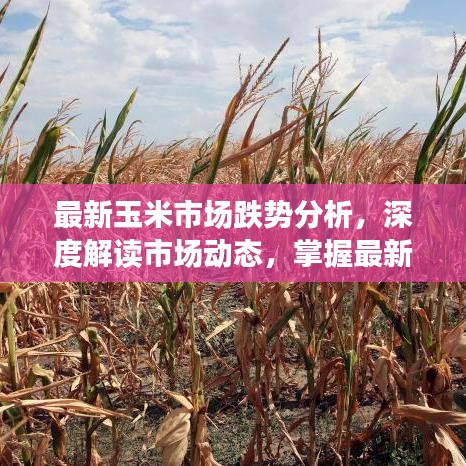 最新玉米市场跌势分析，深度解读市场动态，掌握最新消息与趋势观察
