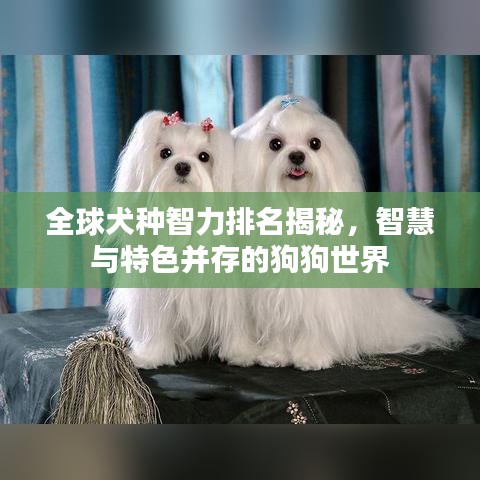 全球犬种智力排名揭秘，智慧与特色并存的狗狗世界