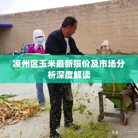 凉州区玉米最新报价及市场分析深度解读