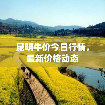 昆明牛价今日行情，最新价格动态