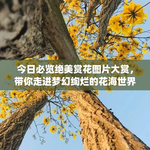 今日必览绝美赏花图片大赏，带你走进梦幻绚烂的花海世界！