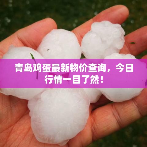 青岛鸡蛋最新物价查询，今日行情一目了然！