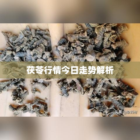 茯苓行情今日走势解析