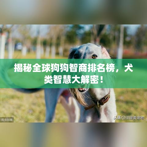 揭秘全球狗狗智商排名榜，犬类智慧大解密！